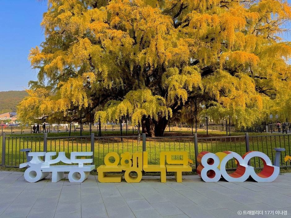 長寿洞のイチョウ(仁川・蘇莱浦口・仁川大公園)