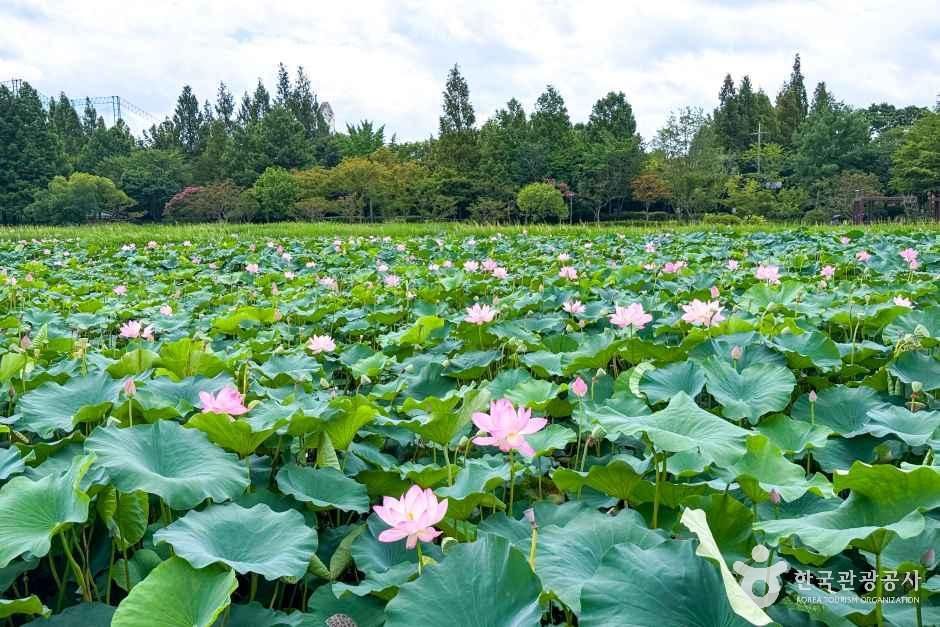 徳津公園(全州・徳津・全北大・八福)