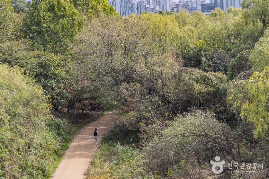 汝矣島セッカン生態公園(ソウル・汝矣島・漢江)